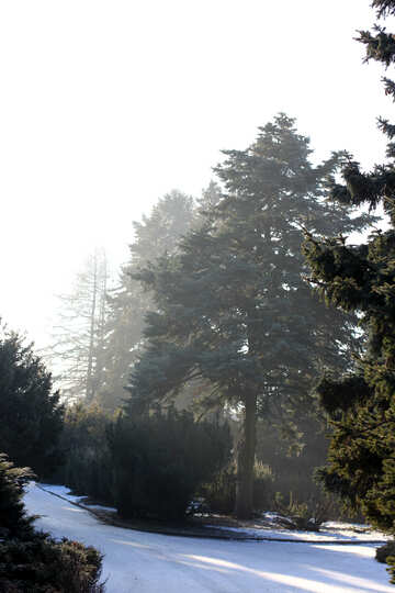 丘の上の雪の中の木々の木々 №51497