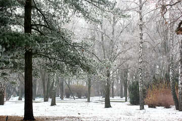 Winter snow in park trees №51356