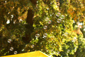 Soap Bubbles in front of a tree №51120