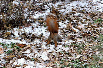Ground snow covered with squirrel №51320