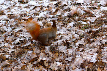 squirrel in pile of leaves №51344
