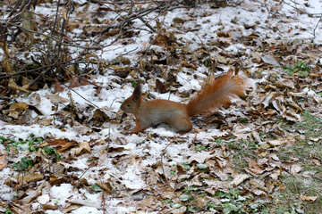 Um esquilo na neve
