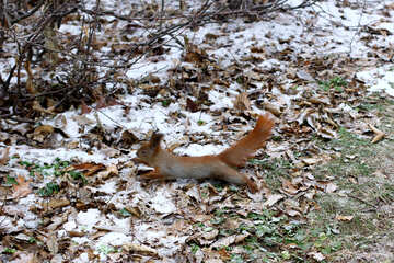 Long eared squirrel running into winter frost playing in leaves №51322