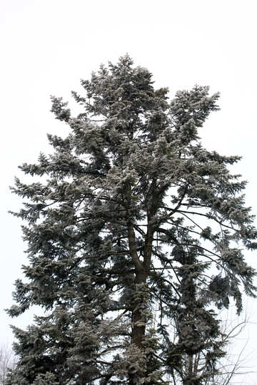 Tree Pine №51317