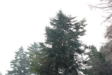tree pine №51363
