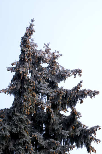 Spitze eines Baumes №51371