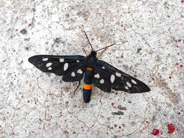 Papillon noir et blanc longues ailes №51310