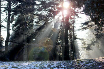Snowy winter forest light rays №51483