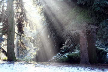 Sun rays in winter forest sunlight trees №51466