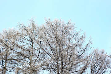 trees naked and a blue clear sky in winter №51362