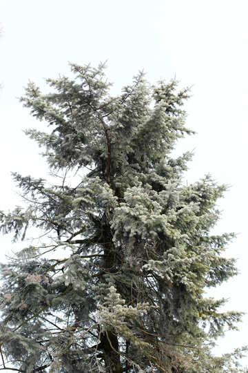 Winter tree №51355