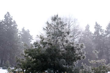 Inverno árvore №51364