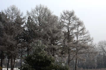 Árboles en invierno №51360