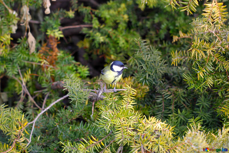 Uccello blu sul pino №51403
