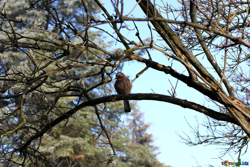 Uccello seduto sull`albero №51423