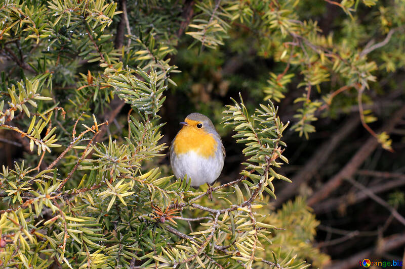 Un uccello seduto su un albero №51387