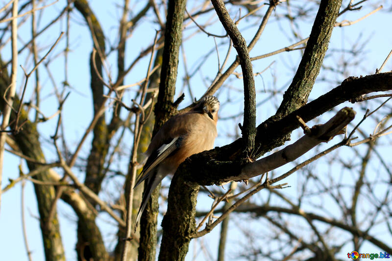 Uccello seduto sul ramo di un albero №51409
