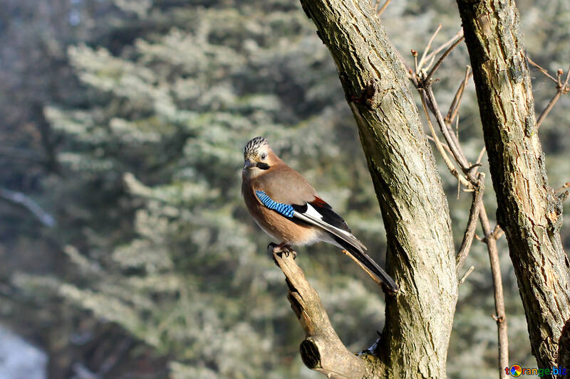 Pássaro sentado em um galho de árvore №51420