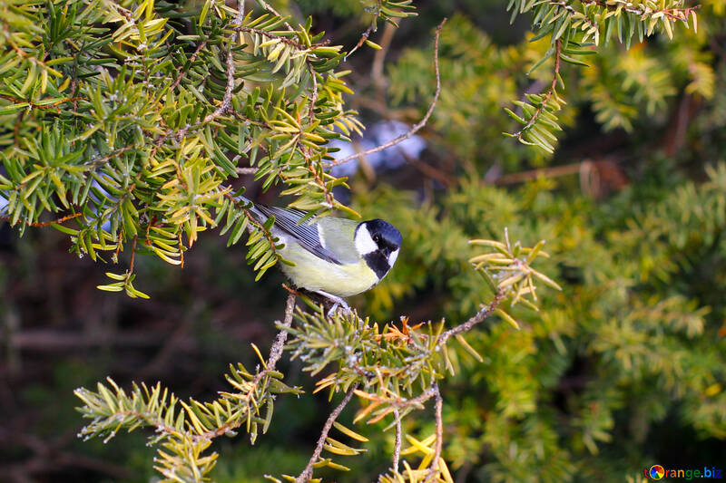 Bird on a tree branch №51402