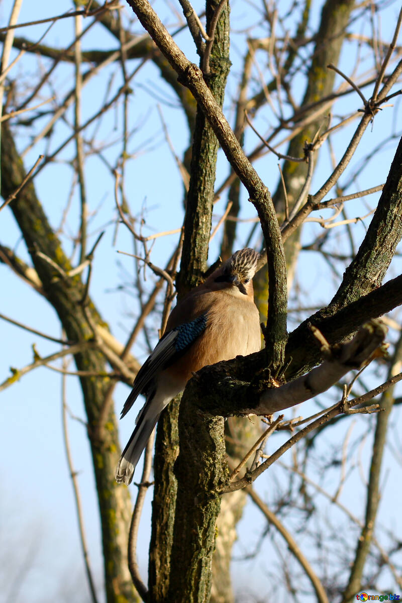Oiseau sur arbre №51407