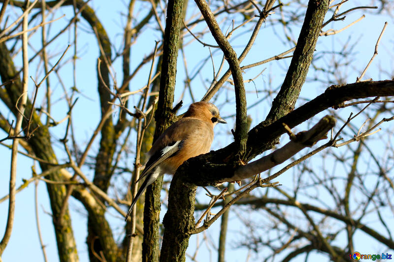 Oiseau dans un arbre №51408