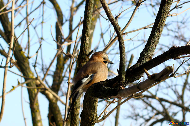 Pássaro em uma árvore №51413