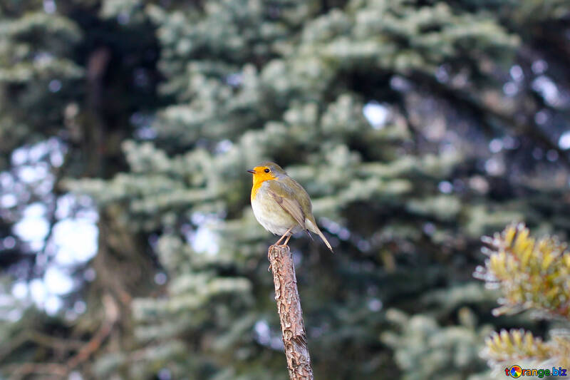 Ein Vogel in einem Baum №51390