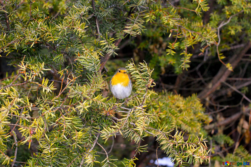 Ein Vogel am Baum №51385