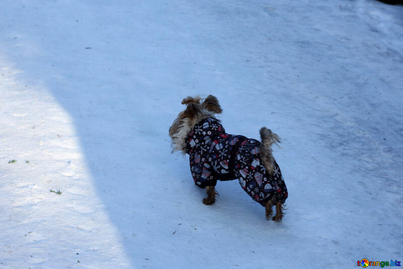 Un piccolo cane nella neve №51503