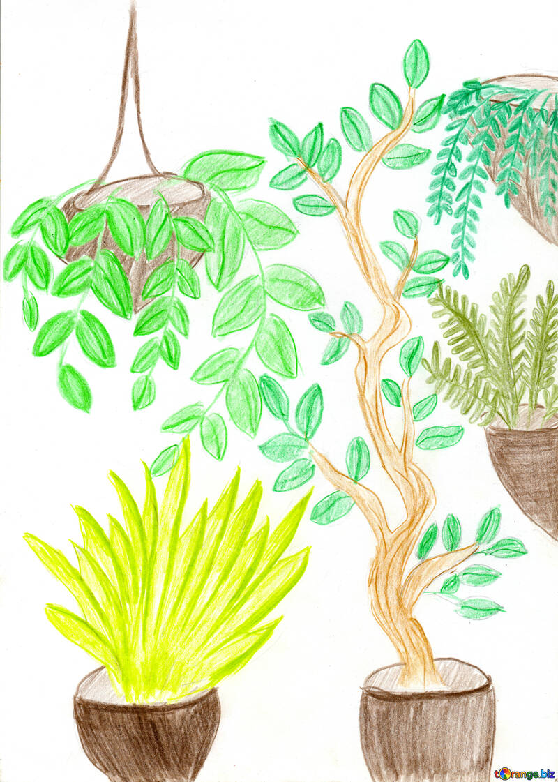 Watercolor pen drawing home plants №51551