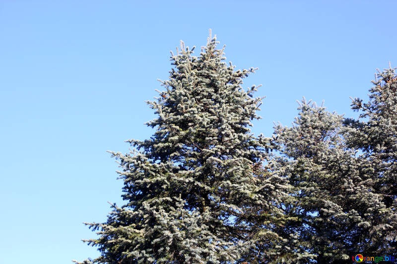 Дерева вічнозелені і небо №51494