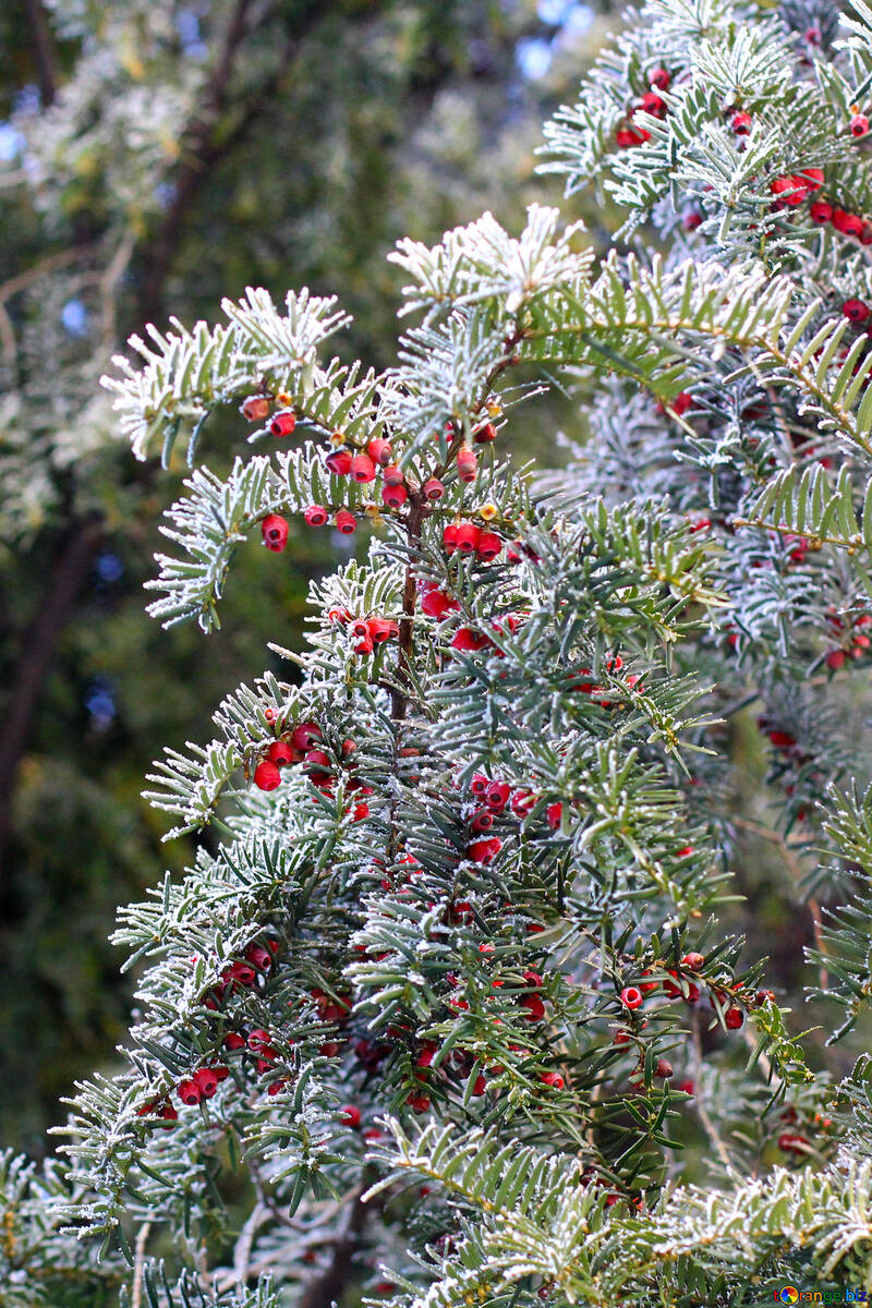Árbol cubierto de nieve planta con frutos rojos №51430
