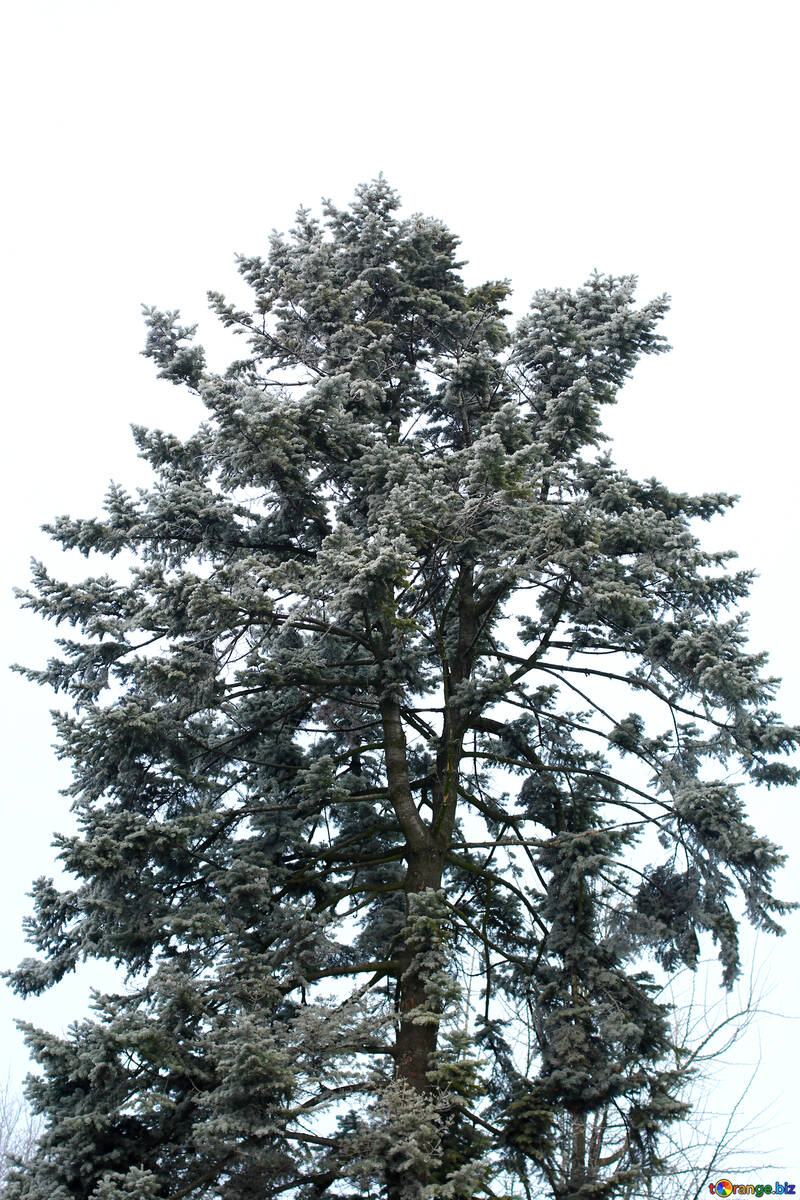 Immergrüner Baum №51316