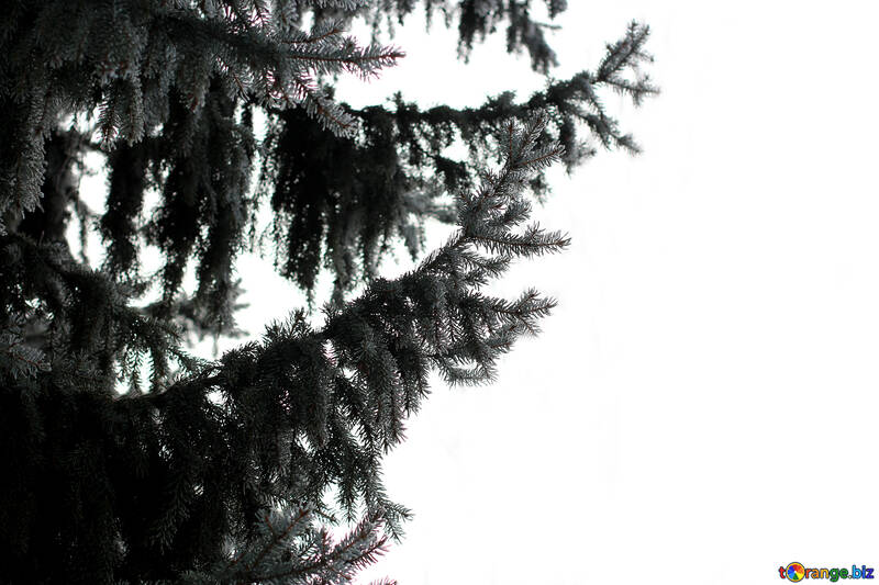 Árbol de pino y fondo blanco №51333