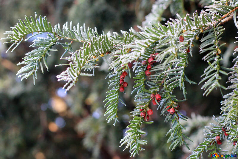 A pine tree with red berries №51435