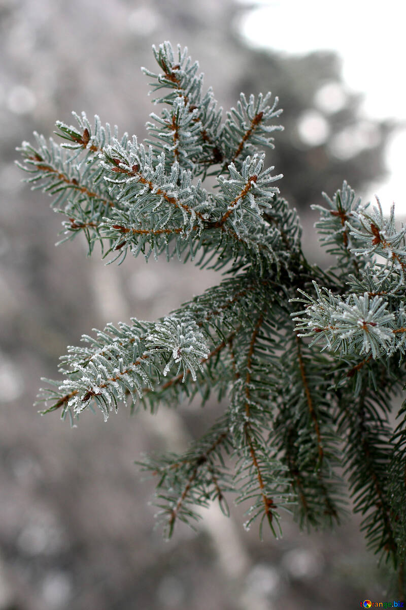 雪の植物で覆われた冬の枝松 №51335