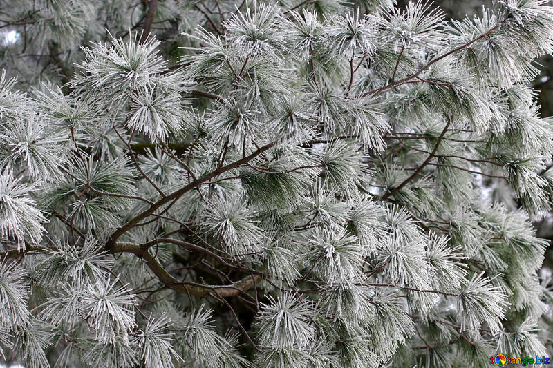 pine tree in winter №51340