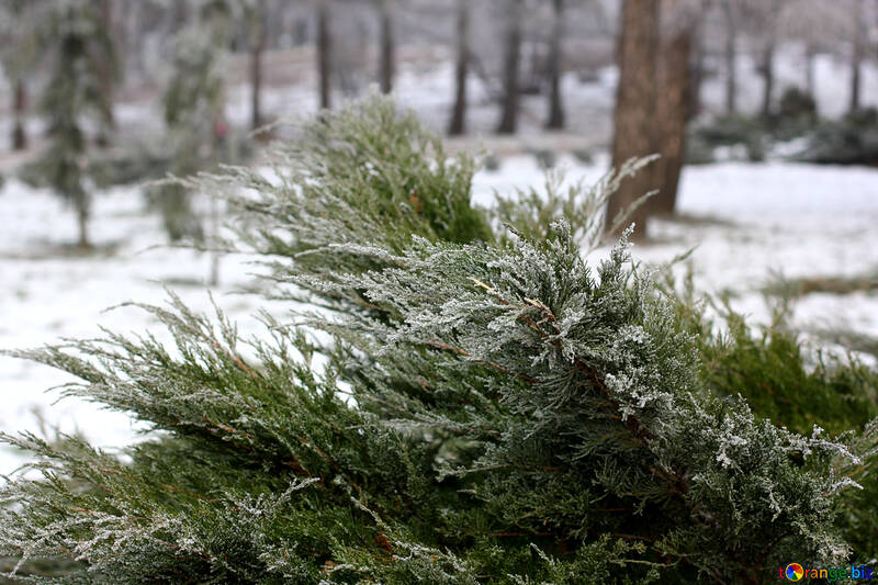 snow on a pine tree №51324