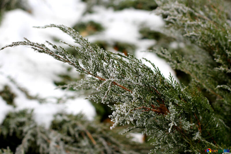 Neve de planta de galho de árvore №51326