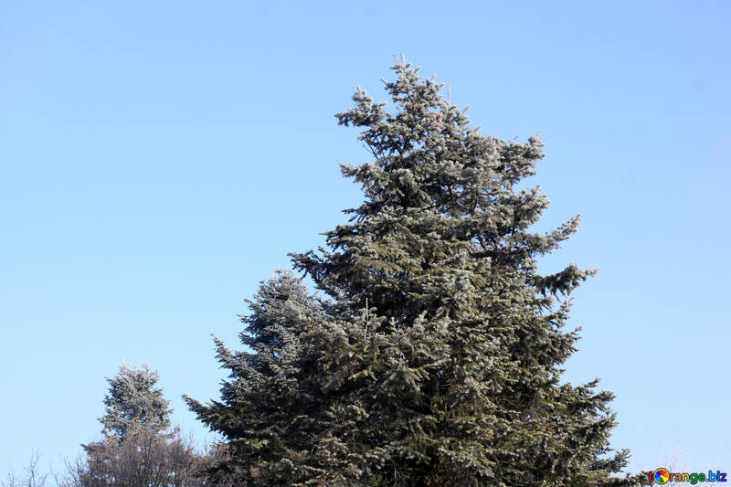 青い空を背景の松の木 №51397