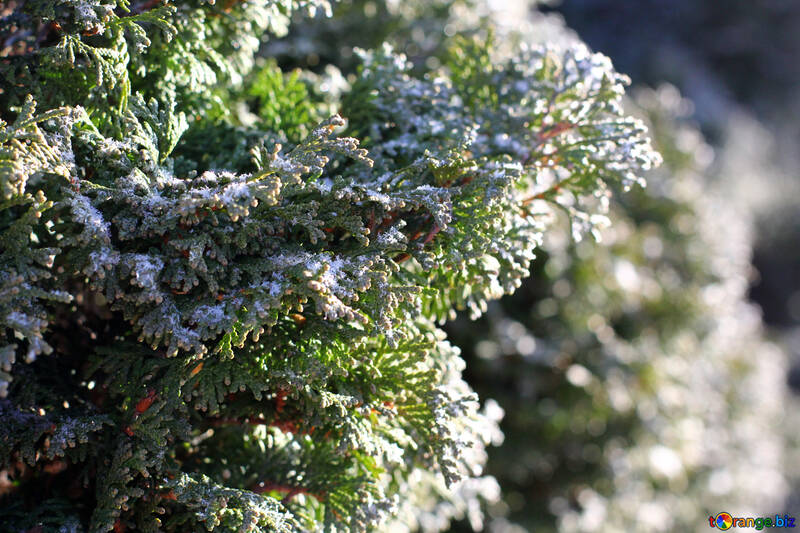 Ramo di pino fiori nevosi №51453