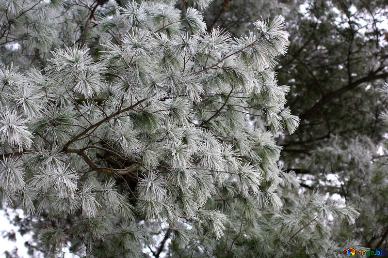 Дерево сосни повний гілок сніг №51341