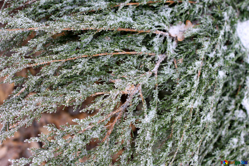 Neve de galhos de árvore №51328