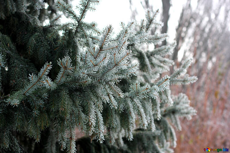 Trees with frost pine №51332