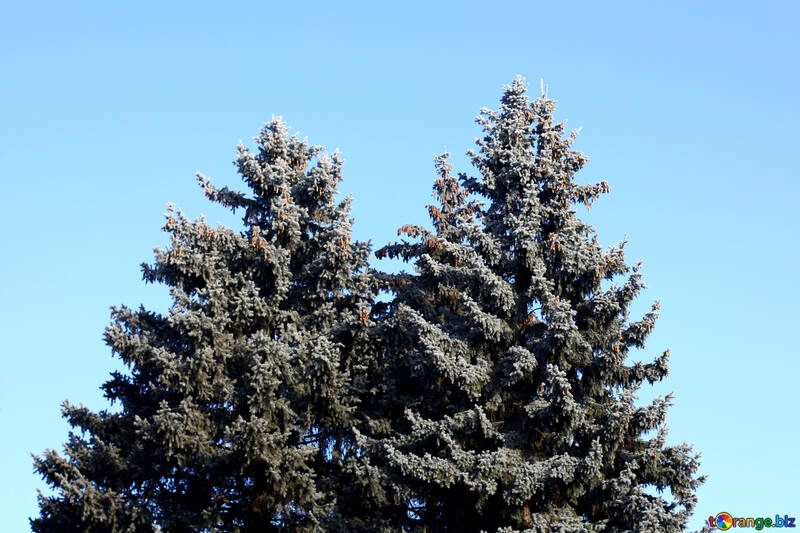 trees pine and sky №51429
