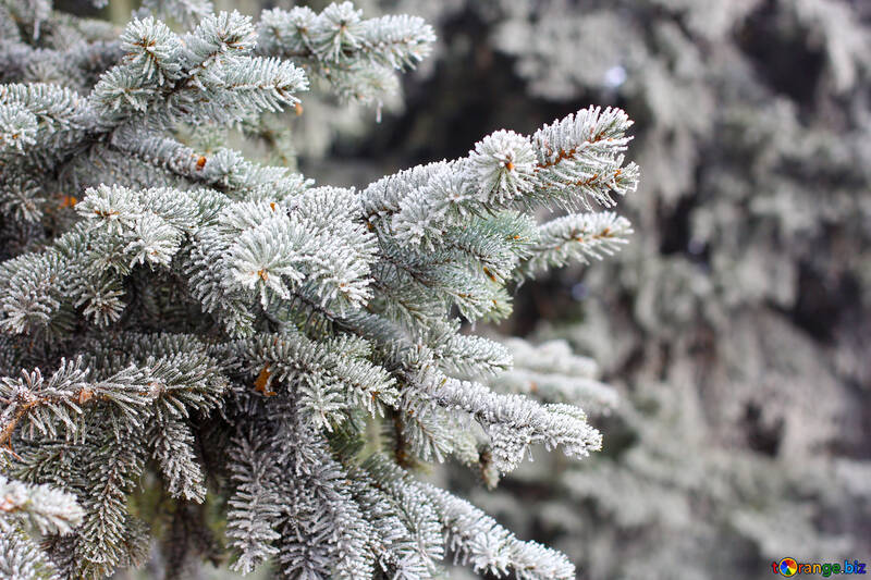 Albero di pino invernale bianco nevoso №51370