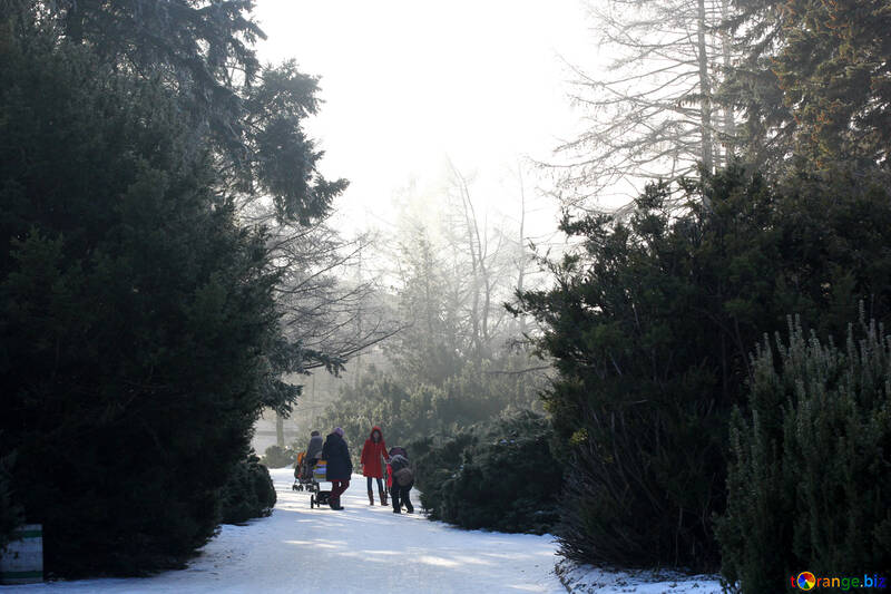 Camino de invierno caminando árbol №51426