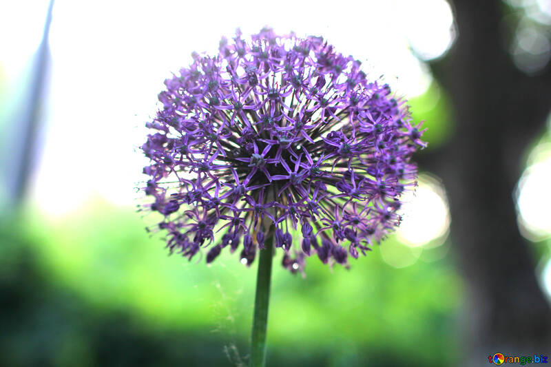 Квітка фіолетова №51517