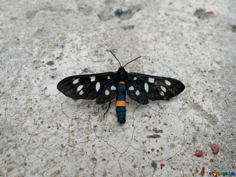 Butterfly fly moth black wings №51311