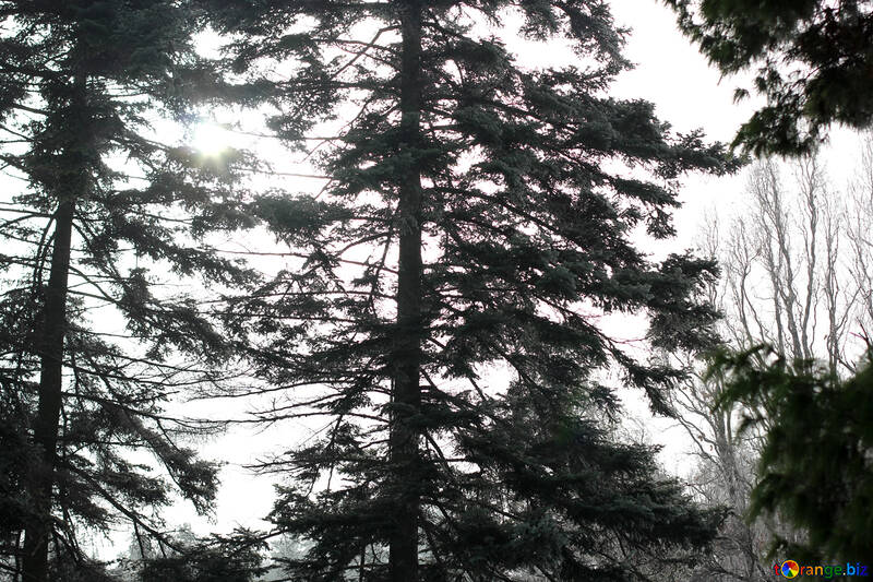 Arbres forêt de pins noirs et blancs №51352